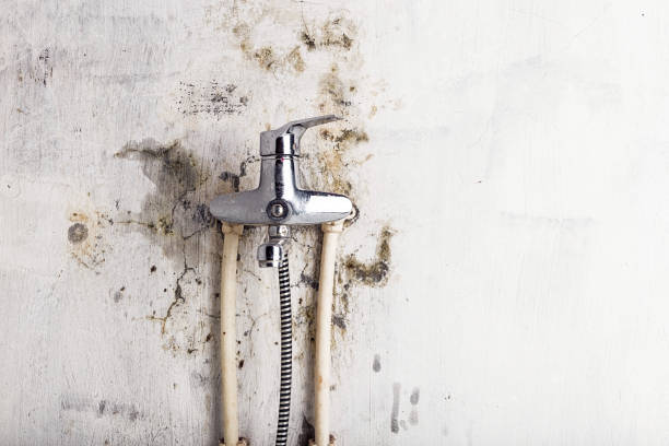 Best Mold Cleaning Services  in Rose Hill, NC