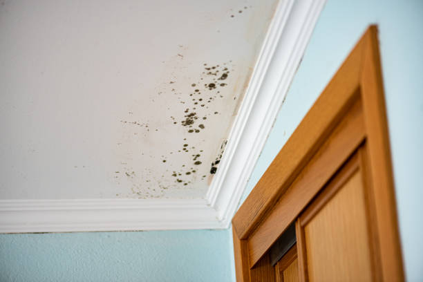 Best Commercial Mold Removal  in Rose Hill, NC
