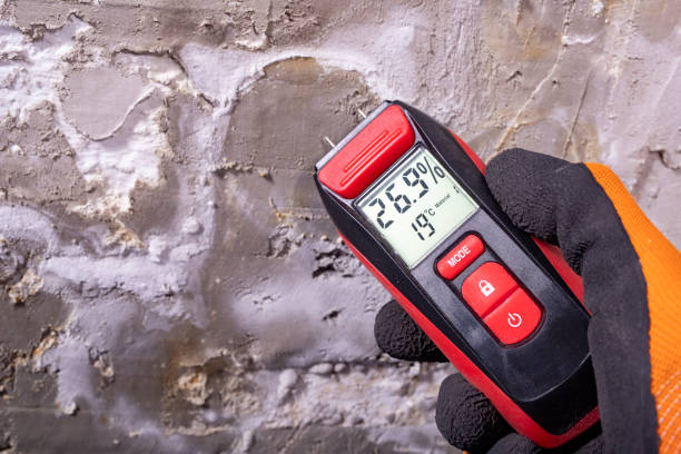 Best Local Mold Removal Service  in Rose Hill, NC