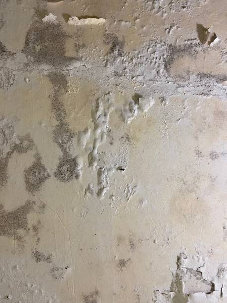 Best Mold Damage Repair  in Rose Hill, NC