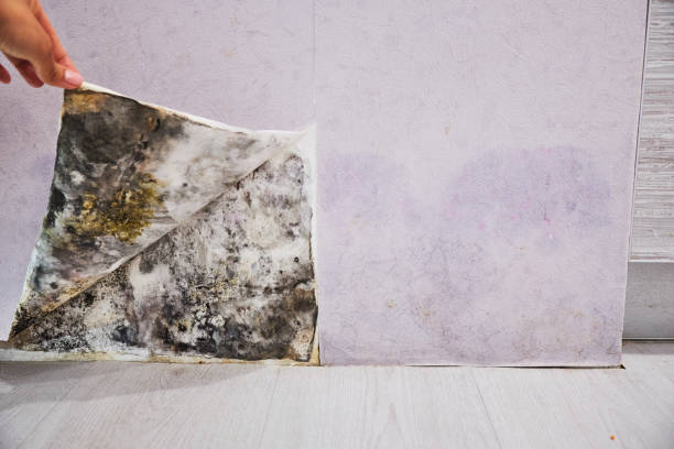 Best Mold Removal Company Near Me  in Rose Hill, NC